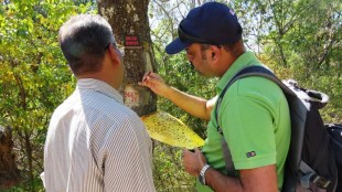 Sandlwoods, National Centre for Cell Science, Sandalwood spike disease, Sapplings, Seeds, Diesese, sandalwood seedlings, Science