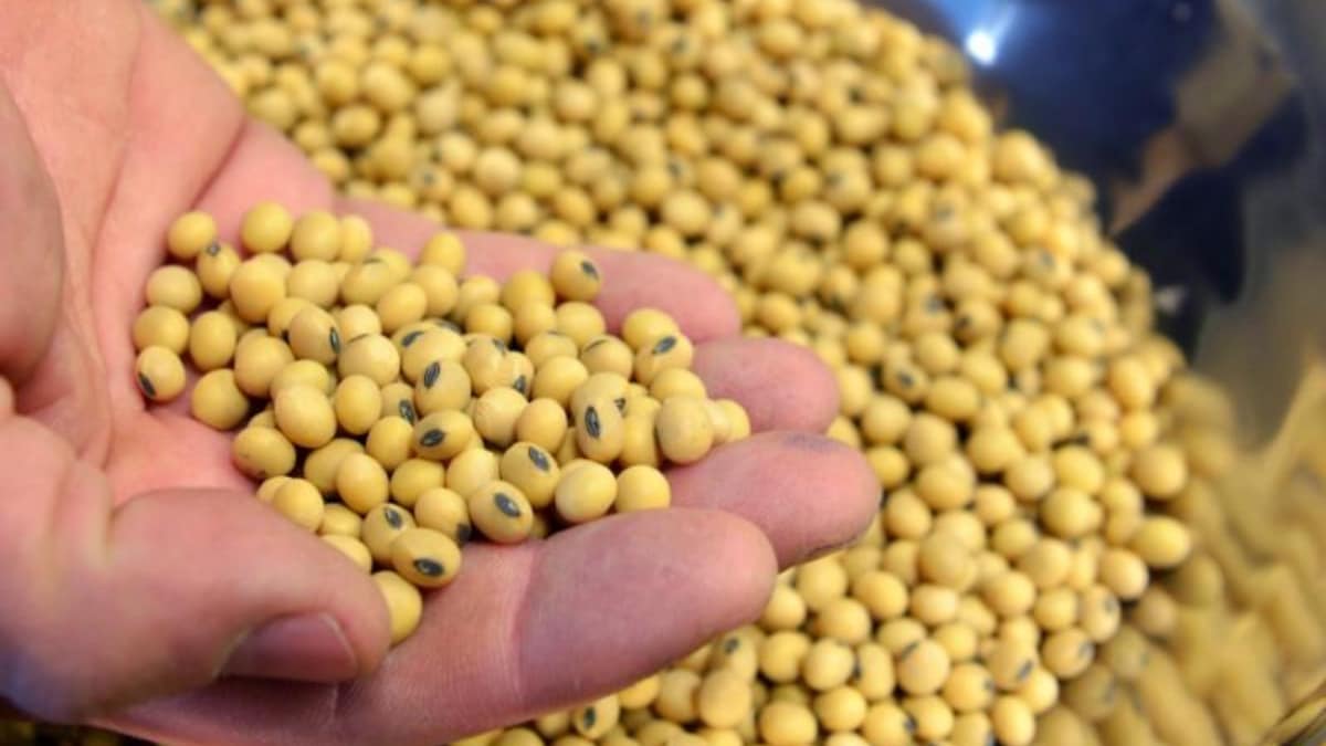 Soyabean, soyabean news, soyabean stock, soyabean farmers, soyabean stock in India, soyabean crop, National Commodity and Derivatives Exchange