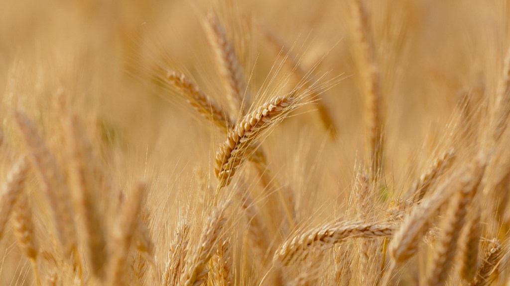 Wheat, Wheat news, What stock, Wheat latest, Wheat harvest, Wheat India harvest, wheat output