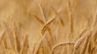 Wheat, Wheat news, What stock, Wheat latest, Wheat harvest, Wheat India harvest, wheat output