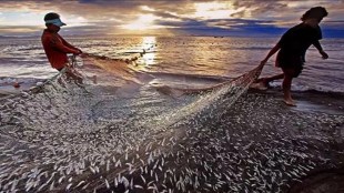 monsoon rain, livestock, fisheries, food grain,