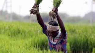 agricultural sector, indian agricultural sector, rabi sowing,