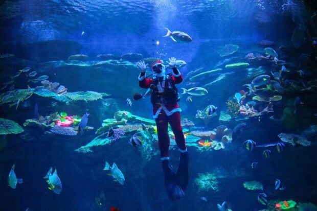 A diver wearing a Santa Claus costume swims with school of fish to welcome the upcoming Christmas at the Sea Life Bangkok Ocean World aquarium in Bangkok, Thailand. (Image: Reuters)