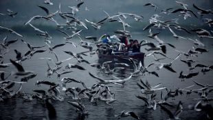 birds, migratory birds, Glossy ibis, Open billed stork, Purple moorhen, Painted stork, andhra pradesh, kolleru lake