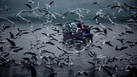birds, migratory birds, Glossy ibis, Open billed stork, Purple moorhen, Painted stork, andhra pradesh, kolleru lake