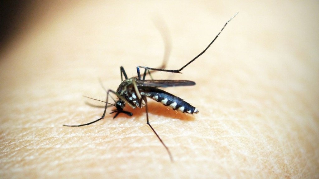 In a fresh report on Monday, the MCD said a total of 4,361 dengue cases have been reported till December 23, including 766 from December 1-23.
(File/Pixabay)