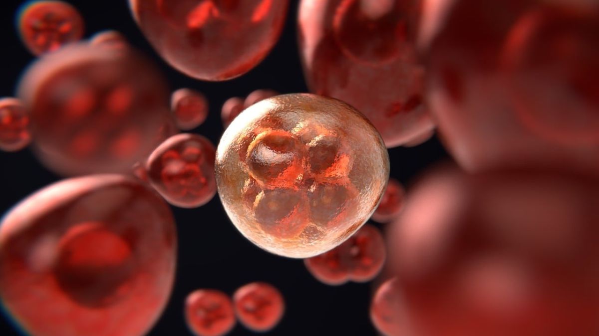 Venus Remedies, Cisplatin, healthcare news, pharma news, Venus Remedies, Cisplatin, healthcare news, pharma news,