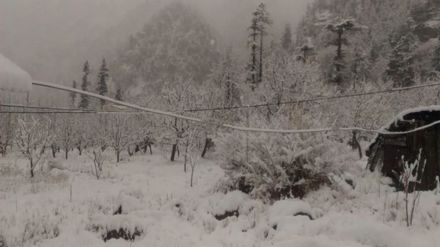_Snowfall in higher reaches in Kashmir; minimum temp rises _Snowfall in higher reaches in Kashmir; minimum temp rises