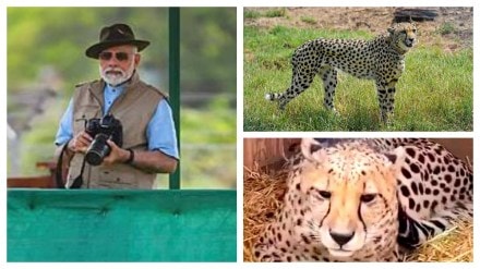 african cheetahs in MP