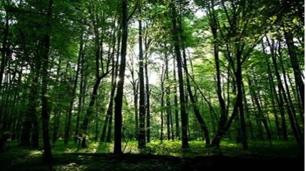 biodiversity, biodiversity conservation