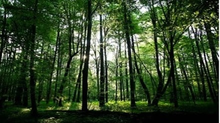 COP15 summit, Biodiversity, UN conference, UN COP15, United Nations, World Wildlife Fund, Pollution COP15 summit, Biodiversity, UN conference, UN COP15, United Nations, World Wildlife Fund, Pollution