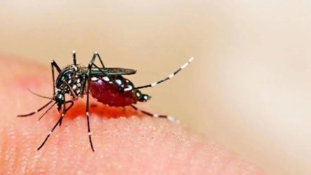 world malaria day 2023, malaria, vector-borne diseases, healthcare news,