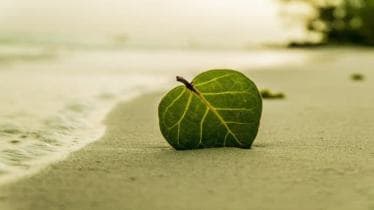Clean living, clean living consumerism, green trends, green trends 2023, lifestyle