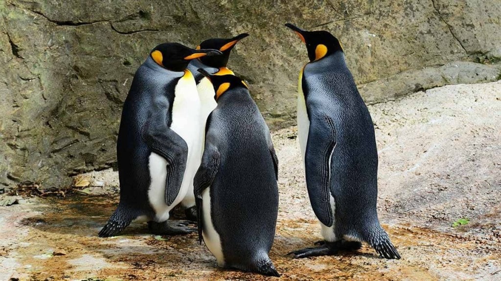 Diving birds, Penguin, Bird evolution, Environments, Extinction, Science news