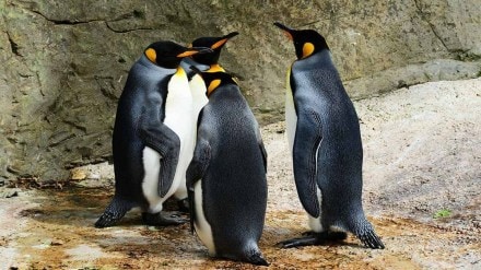 Diving birds, Penguin, Bird evolution, Environments, Extinction, Science news
