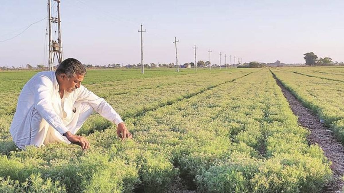 rabi sowing up 70% in Gujarat