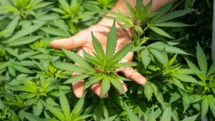 hemp, hemp online purchase, marijuana, weed, hash, drugs. what is hemp,is hemp a drug