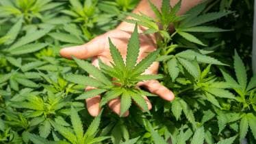 hemp, hemp online purchase, marijuana, weed, hash, drugs. what is hemp,is hemp a drug