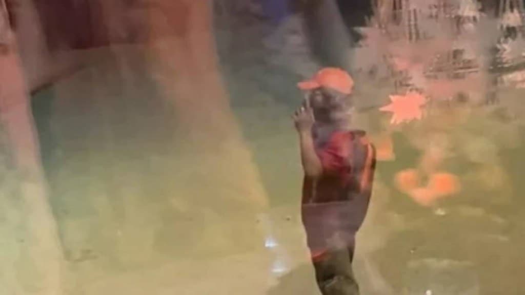 Zomato, Zomato delivery man dance, Zomato dance, Zomato wedding, Zomato wedding dance, viral video, viral trend