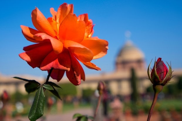 The iconic Mughal Gardens at the Rashtrapati Bhavan will now be known as 'Amrit Udyan'. The renaming of the stretch and other institutions is in line with the Centre's effort to remove any trace of colonial mindset. Visual of June Bright rose at 'Amrit Udyan'. (PTI photo)