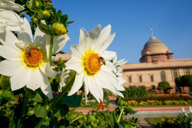 There are more than 70 varieties of seasonal flowers. (PTI photo)
