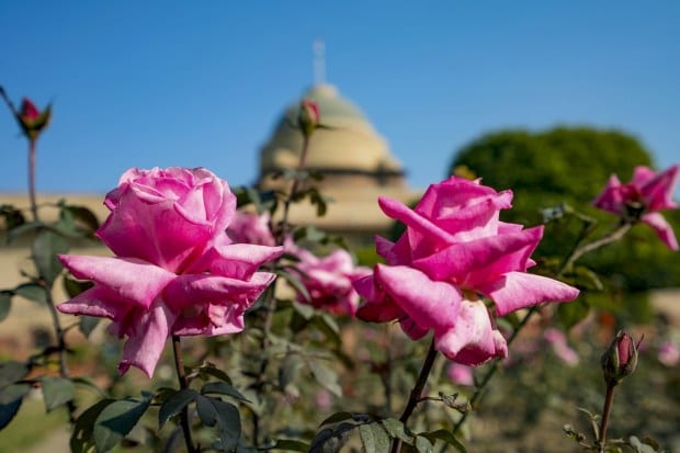 The Mughal Gardens also include roses named after people of national and international fame. Queen Elizabeth roses at 'Amrit Udyan'. (PTI photo)