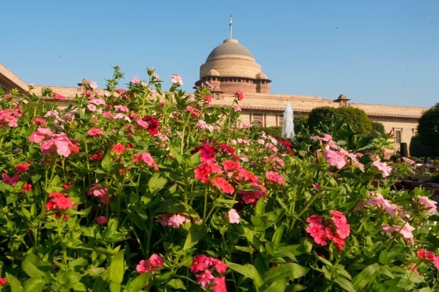 The garden also grows 60 of the 101 known types of bougainvilleas. Edging and flowering of flower beds is done with alyssum, daisy, pansy, among others. (PTI photo)