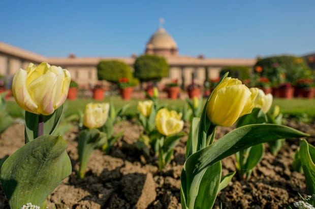 At present, over 300 permanent and casual employees are deployed for the development and maintenance of the gardens of Rashtrapati Bhavan. Visual of Tulips flower. (PTI photo)