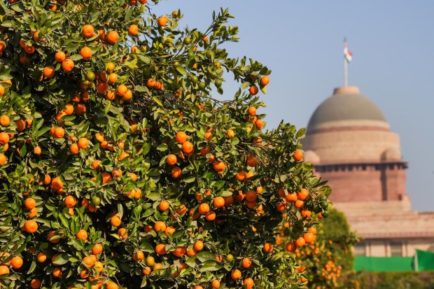 Oranges on a tree at 'Amrit Udyan' on the premises of the Rashtrapati Bhavan. (PTI photo)