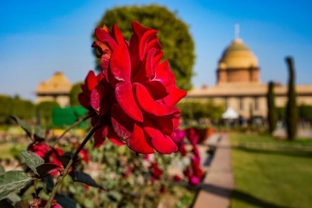 China Man rose at 'Amrit Udyan' on the premises of the Rashtrapati Bhavan (PTI photo)