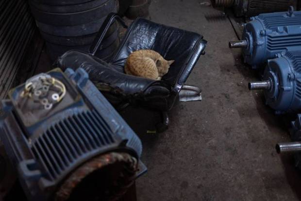 A cat sleeps on a chair outside closed shops at a market on a cold winter morning in the old quarters of Delhi, India. REUTERS