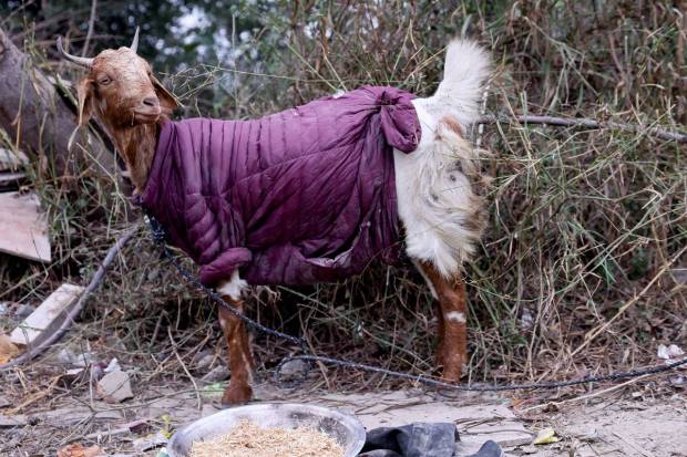 A goat wearing a jacket is seen on a farm on a cold winter morning in New Delhi, India. REUTERS