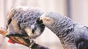 lizards, albatrosses