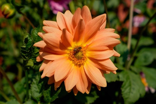 The gardens will be open for the general public from January 31 to March 26 -- except on Mondays which are maintenance days and on March 8 on account of Holi. Visual of Bee on a flower. (PTI photo)