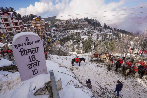 Mules stand at a snow-covered site after fresh snowfall at Kufri near Shimla. (Image: PTI)