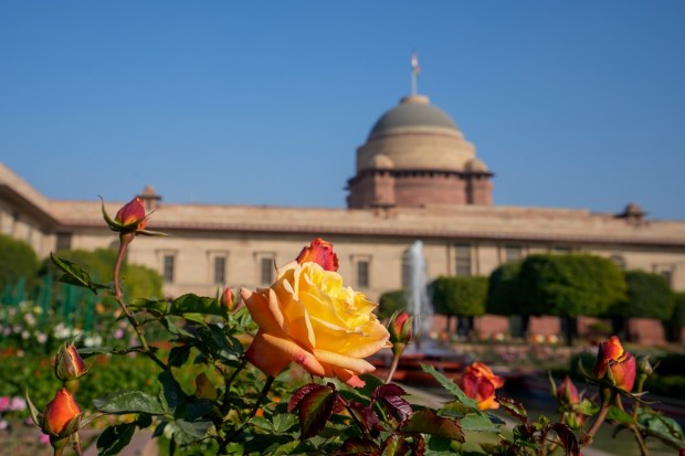 The gardens boasts of growing 159 celebrated varieties of roses which blossom primarily in the month of February and March. (PTI photo)