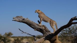 cheetah, translocation, soth africa, india, nou, kuno national park, madhya pradesh, cheetahs in india