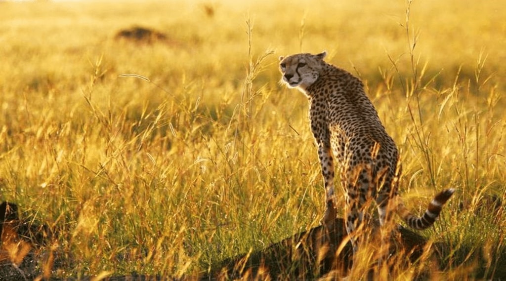 The cheetah is the only large carnivore that got completely wiped out from India, mainly due to overhunting and habitat loss