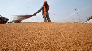 wheat prices, open market, open market prices, procurement, consumers, flour millers, FCI, retail price, wholesale price, atta prices, bulk buyers, e-auction