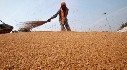 wheat price, production, high yield, exports, export restrictions, domestic prices, inflation, farm ministry