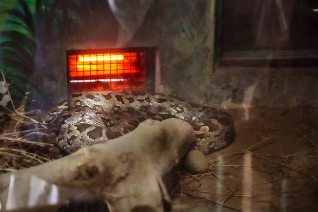 Lucknow: A heater is placed inside an animal enclosure by Zoo authority, in Lucknow. (PTI Photo)