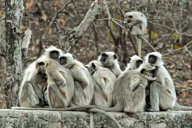 Ajmer: Gray langurs sit on a boundary wall during a cold winter day, in Ajmer, Rajasthan. (PTI Photo)