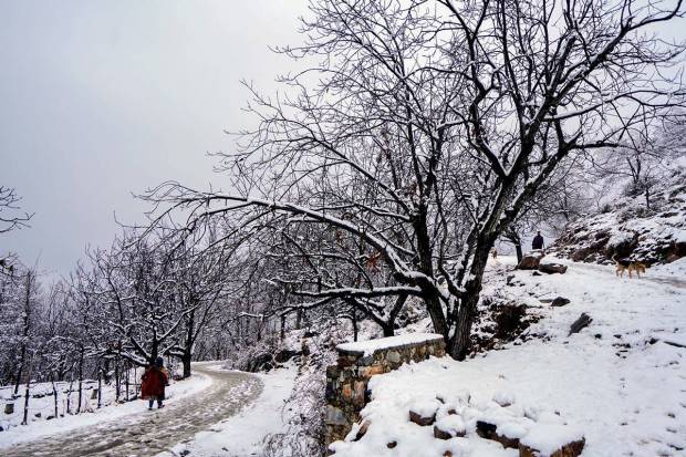 Srinagar: A woman walks during light snowfall on the outskirts of Srinagar. (PTI Photo)