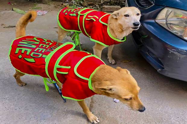 Noida: Stray dogs wearing coats distributed by a Noida-based NGO amid bone-chilling winter. (PTI Photo)
