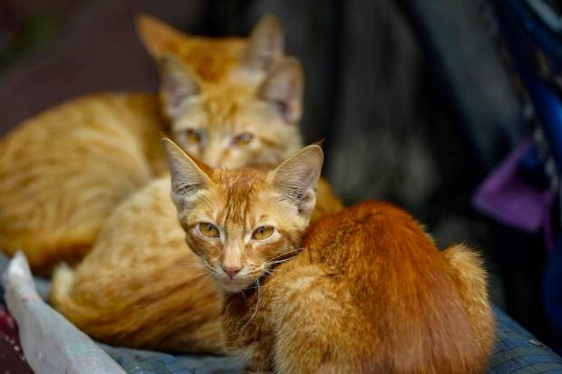 New Delhi: Kittens snuggle on a cold day at Gurudwara Rakabganj in New Delhi. (PTI Photo)