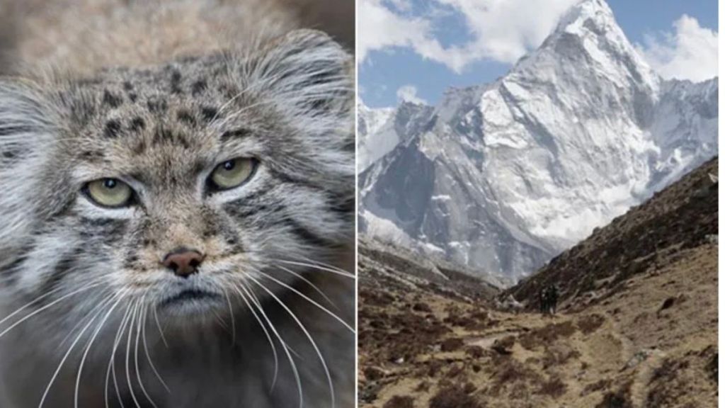 Pallas Cat