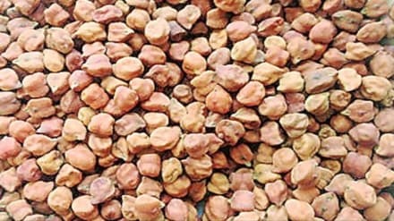 chana stock, economy