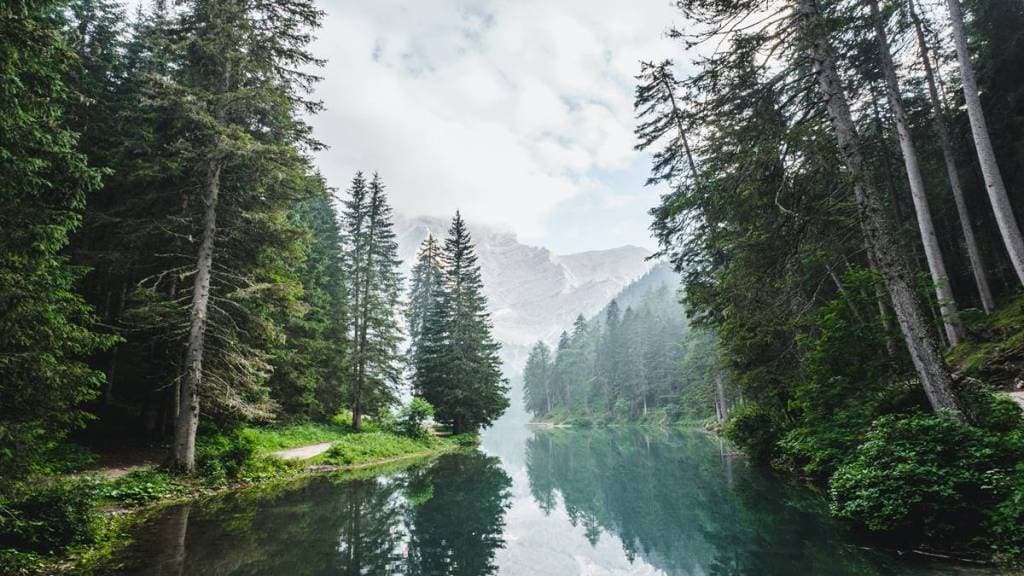 Forests, green economy, green economy news, what is green economy, science