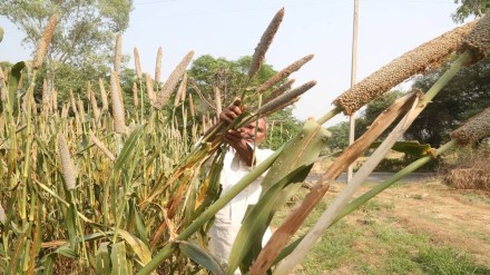 Millet, International Year of Millets, agriculture ministry, G 20 meeting, Foods