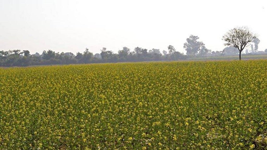 mustard output, economy